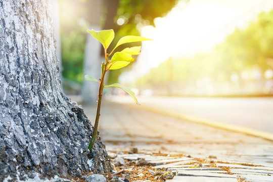 New Life, New Born Green Leave Growth On The Old Tree, Summer Concept