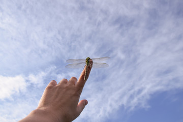 beautiful dragonfly spreading her wings and resting on a human finger or hand, ready to take off and fly in the blue sky