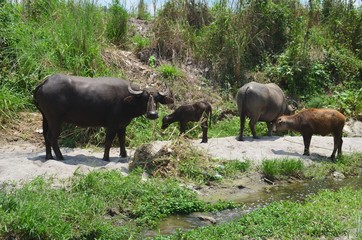 Carabao, water buffalo herd in the nature of the Philippines.