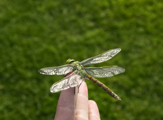beautiful dragonfly sitting on a human finger with green natural background, resting insect before it starts to fly