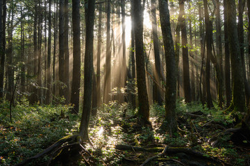 雨上がりの青木ヶ原樹海