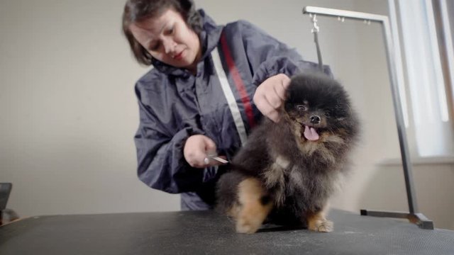 Aged female groomer with pet. Hairdresser of dogs making work in light cabinet with small dark puppy with tongue out