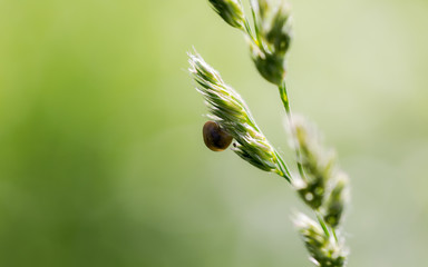 Single snail resting on the grass seeds.