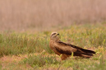 Black kite, Milvus migrans perched.