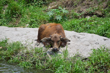 Carabao, water buffalo in the nature of the Philippines.