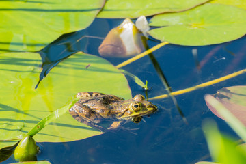 Frosch vor Absprung