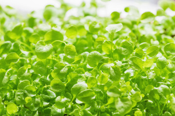 Micro greens of arugula growing for organic vegan salad. Ecologically clean microgreen. Closeup, selective focus
