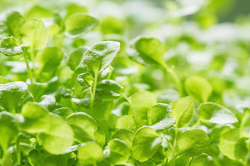 Fresh micro greens. Ecologically clean microgreen. Closeup, selective focus