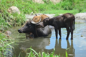 Fototapeta na wymiar Carabao, water buffalo herd in the nature of the Philippines.