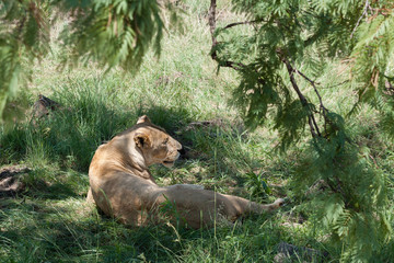 Lioness lying on the grass in the shade of a tree in African safari
