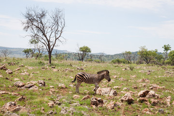 Fototapeta na wymiar Zebra standing in the middle of the savanna in African safari