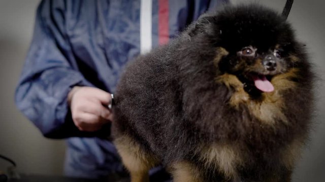 Groomer shearing small dog with scissors