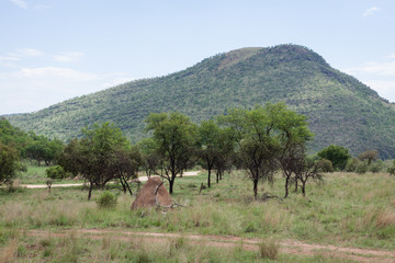 Landscape of the African savanna with a nest of termites in the foreground