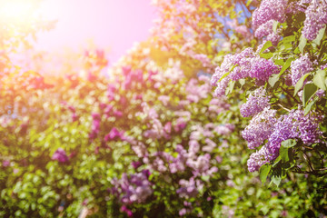 Fototapeta premium Blooming pink lilac against the blue sky 
