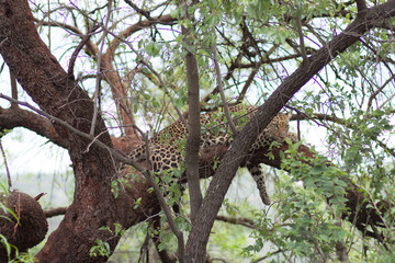 Fototapeta na wymiar Leopard resting on a tree in African safari