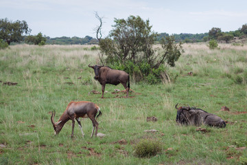 Naklejka na ściany i meble Antelopes resting in the middle of grass and trees in the African savanna