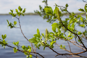 Young spring leaves of trees against the background of water