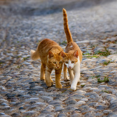 Two kittens walking a cobblestone path, Rhodes, Greece