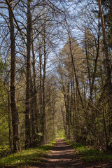 A path through the forest in the Moscow region of Russia in Konakovo village