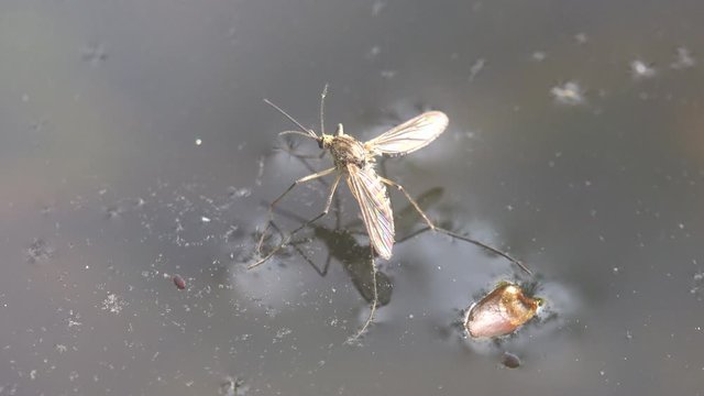 mosquito sits on the water, swamp or forest lake, insect macro,