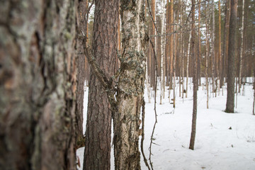 A tree in a pine forest in early spring