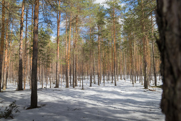A tree in a pine forest in early spring
