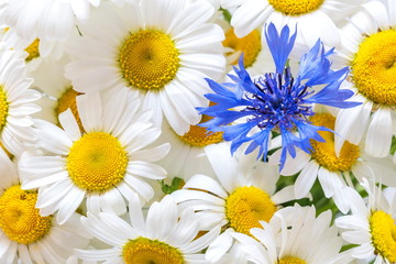 Chamomile close-up. daisy background. camomile field.
