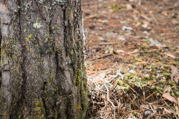 A tree in a pine forest in early spring