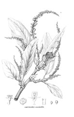 Illustration of plant