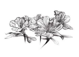 flower bouquet on white background hand drawn by pencil