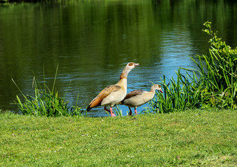 Nilgänse