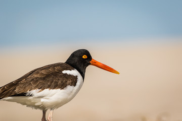 American Oystercatcher (Haematopus palliatus) on the the beach on a sunny morning in Cape May, NJ