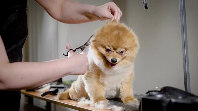 Golden color dog with funny haircut