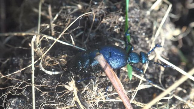 Big black beetle creeps in the green grass, American Oil Beetles are type of Blister beetle, macro insect