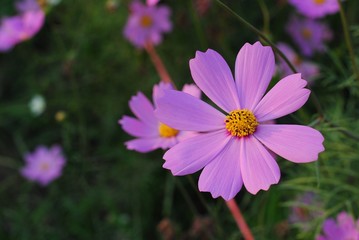 Obraz premium pink flower in the garden