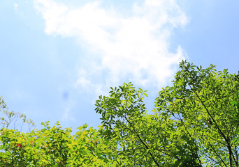 Green leaves against sky background with copy space.