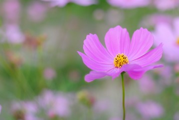 Obraz premium pink cosmos flower blooming in the field 