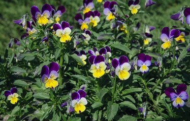 Group Viola tricolor with dark purple and yellow petals. 