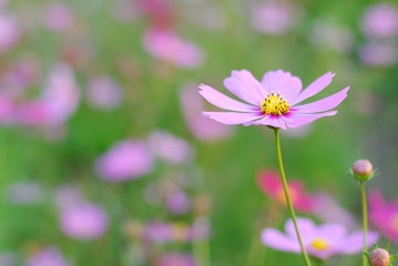 pink cosmos flower blooming in the field
