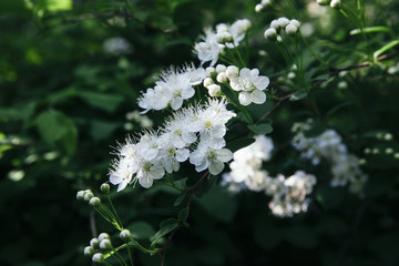 Cherry branch with white flowers close-up. 