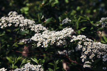 Spirea branches with groups of white flowers close-up. 