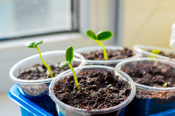 Growing seedlings for a country house at home on a windowsill in glasses