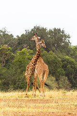 The battle of giraffes.  Neck instead of fists and teeth. Masai Mara, Kenya