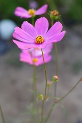 pink cosmos flower blooming in the field
