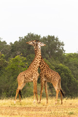 The battle of giraffes in the savannah.  Masai Mara, Kenya