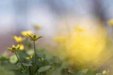 Ficaria verna (Ranunculus ficaria, lesser celandine or pilewort)