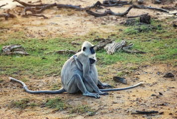 Monkey mother with baby in Yala National Park, Sri Lanka