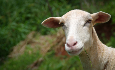 Fototapeta premium Photo en gros plan d'une tête de mouton fourrure couleur blanc beige avec un espace vide à gauche.