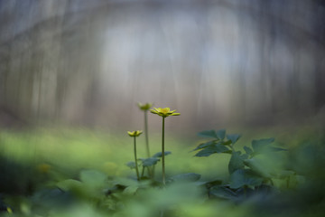 Ficaria verna (Ranunculus ficaria, lesser celandine or pilewort)