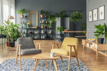 Two chairs next to a table on a patterned rug in botanic room interior with plants on the black shelves at the end